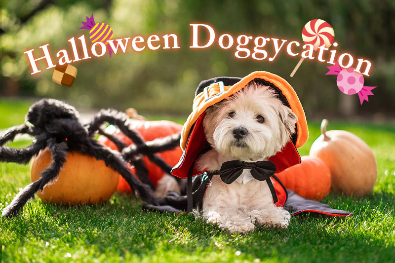 My Shippo　Halloween Doggycation