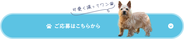 ご応募はこちらから